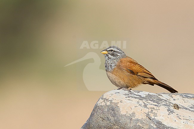 House Bunting - Hausammer - Emberiza sahari, adult male, Morocco stock-image by Agami/Ralph Martin,