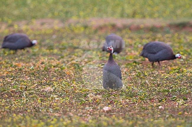 Adult Helmeted Guineafowls (Numida meleagris) in spring grass in Morocco. Bird escaped from captivity. stock-image by Agami/Ralph Martin,