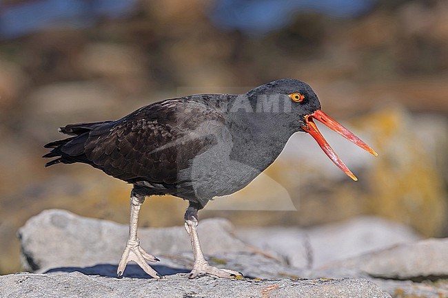 Blackish oystercatcher (Haematopus ater) on the Falkland Islands. stock-image by Agami/Pete Morris,