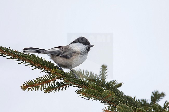 Willow Tit - Weidenmeise - Poecile montanus ssp. montanus, Austria stock-image by Agami/Ralph Martin,