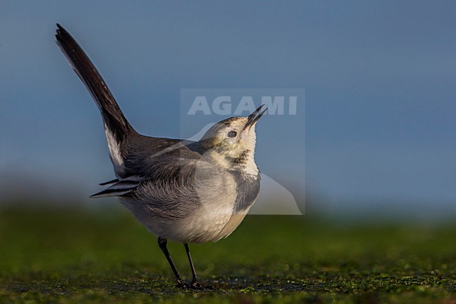 Witte Kwikstaart; White Wagtail; Motacilla alba stock-image by Agami/Daniele Occhiato,