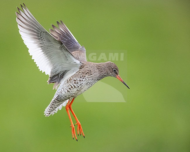 Common Redshank (Tringa totanus robusta), side view of an adult in flight, Southern Region, Iceland stock-image by Agami/Saverio Gatto,