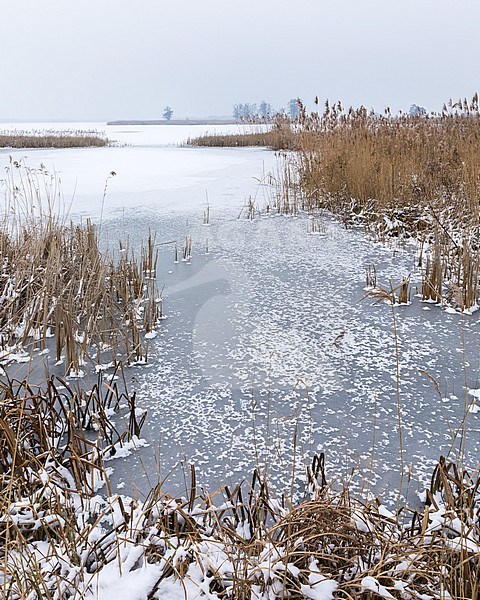 Belter wijde stock-image by Agami/Eric Tempelaars,