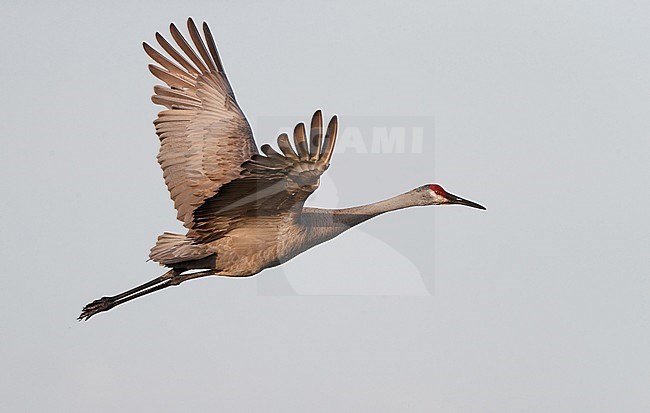 Florida Sandhill Crane, Grus canadensis pratensis, adult in flight in Florida USA stock-image by Agami/Helge Sorensen,