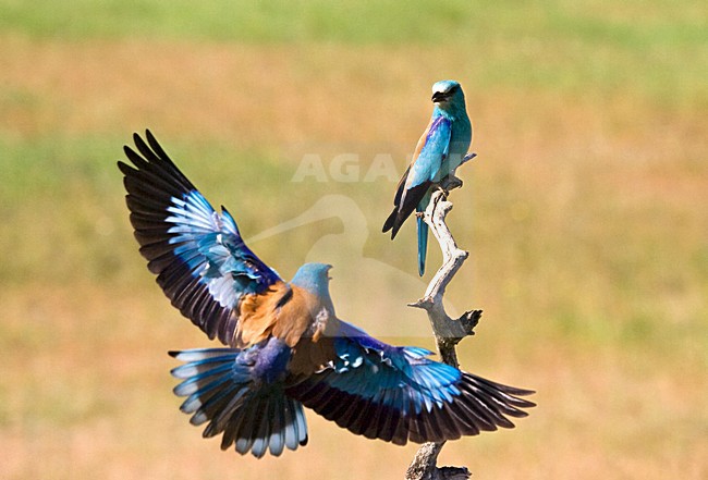 Scharrelaar in de vlucht; European Roller in flight stock-image by Agami/Marc Guyt,