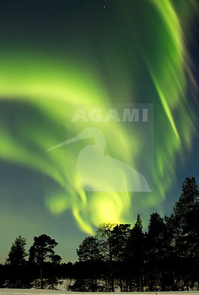 Noorderlicht, The Northern Lights (Aurora borealis) stock-image by Agami/Danny Green,