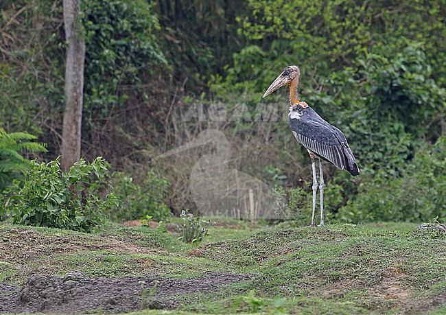 Endangered Greater adjutant (Leptoptilos dubius) in Northeast-India. Standing on the ground. stock-image by Agami/James Eaton,