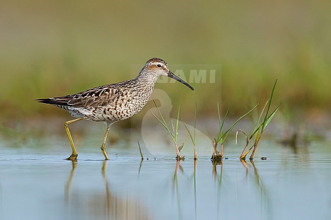 Adult breeding 
Galveston Co., TX
May 2023 stock-image by Agami/Brian E Small,