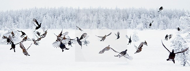 Korhoenders in de vlucht; Black Grouse in flight stock-image by Agami/Markus Varesvuo,