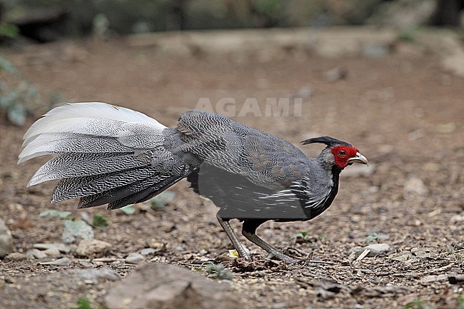 Kalij Pheasant (Lophura leucomelanos lineata) adult male at Kaeng Krachan National park, Thailand stock-image by Agami/Helge Sorensen,