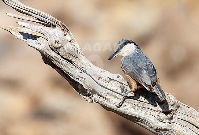 Western Rock Nuthatch (Sitta neumayer) in breeding habitat on the Greek island of Lesvos. Perched on a wooden branch, looking down. stock-image by Agami/Marc Guyt,