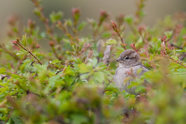 Vrouwtje Huismus in een heg; Female House Sparrow in a hedge stock-image by Agami/Arnold Meijer,