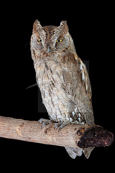 Brown morph adult Eurasian Scops Owl (Otus scops), perched on a branch. Seen from the front. stock-image by Agami/Saverio Gatto,