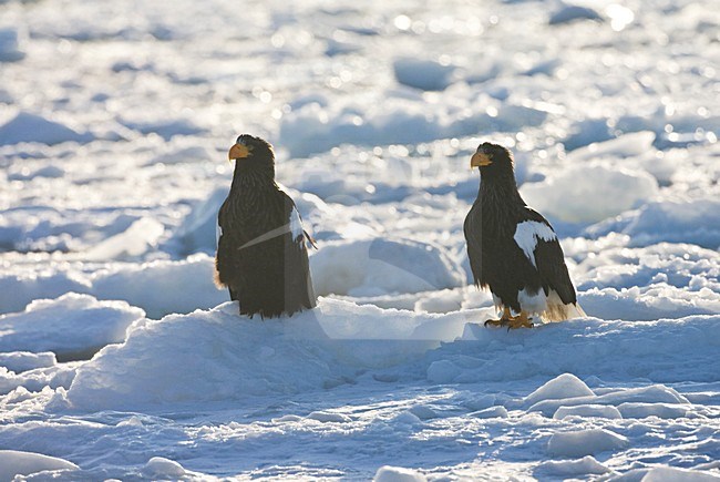 Steller-zeearend, Stellers Sea-eagle, Haliaeetus pelagicus stock-image by Agami/Marc Guyt,