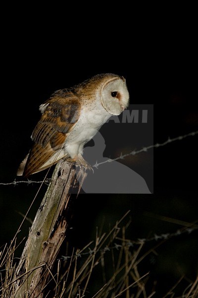 Kerkuil zittend op een paal; Common Barn Owl perched on pole stock-image by Agami/Harvey van Diek,