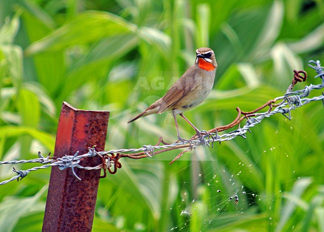 Roodkeelnachtegaal man zittend; Siberian Rubythroat male perched stock-image by Agami/Pete Morris,