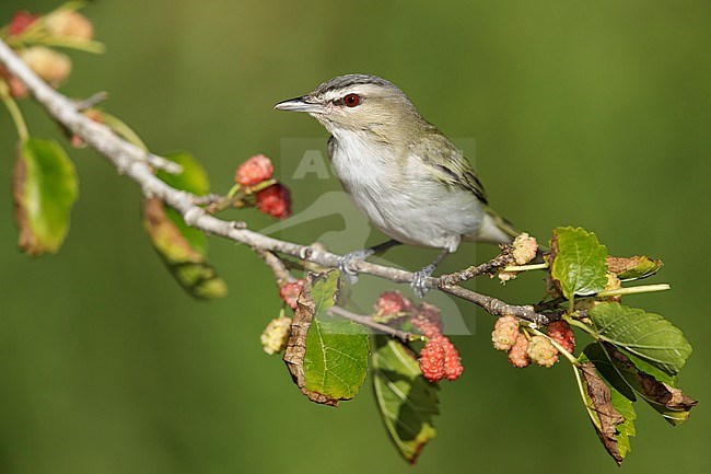 Adult Red-eyed Vireo (Vireo olivaceus) perched on a small twig during spring migration, against a green natural background, in Galveston County, Texas, USA. stock-image by Agami/Brian E Small,