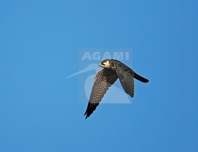 Juveniele Boomvalk in vlucht; Juvenile Eurasian Hobby in flight stock-image by Agami/Markus Varesvuo,