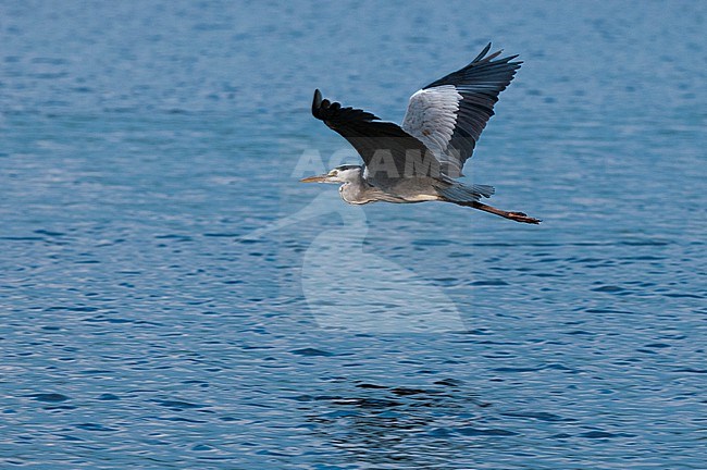 A gray heron, Ardea cinerea, in flight over the Chobe River. Chobe River, Chobe National Park, Botswana. stock-image by Agami/Sergio Pitamitz,