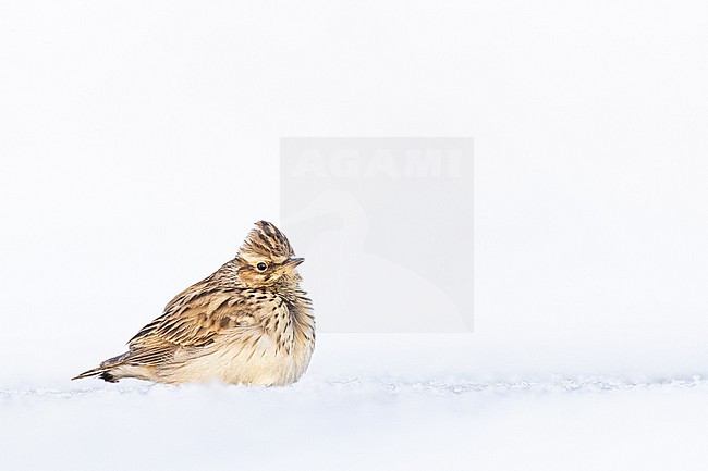 Boomleeuwerik, Wood Lark, Lullula arborea stock-image by Agami/Menno van Duijn,