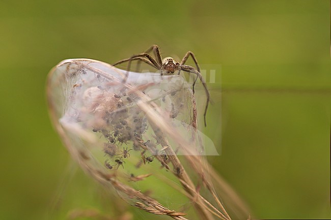 Kraamwebspin op haar kraamweb; Nursery Web Spider on her nursery web stock-image by Agami/Rob Olivier,