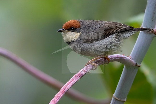 Rufous-crowned Eremomela (Eremomela badiceps) perched on a branch in Angola. stock-image by Agami/Dubi Shapiro,