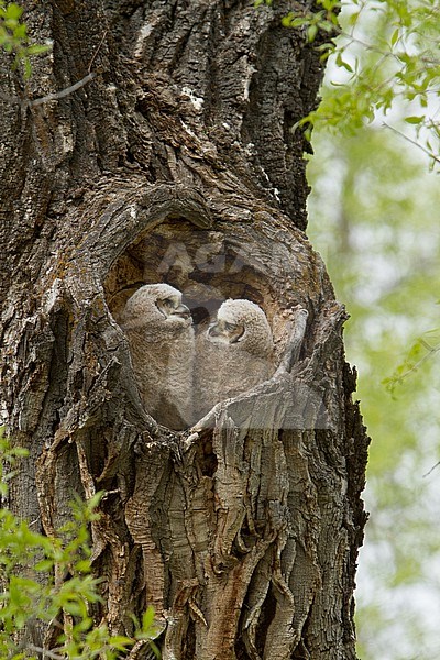 Great Horned Owl (Bubo virginianus) chicks in a tree stock-image by Agami/Dubi Shapiro,