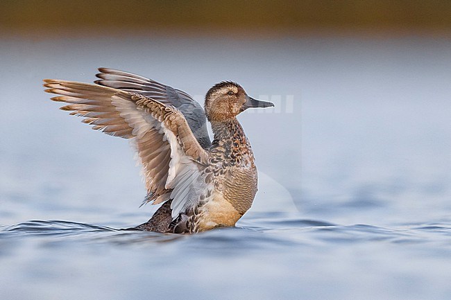 Male Garganey, Spatula querquedula, in Italy. Moulting in eclipse plumage. stock-image by Agami/Daniele Occhiato,