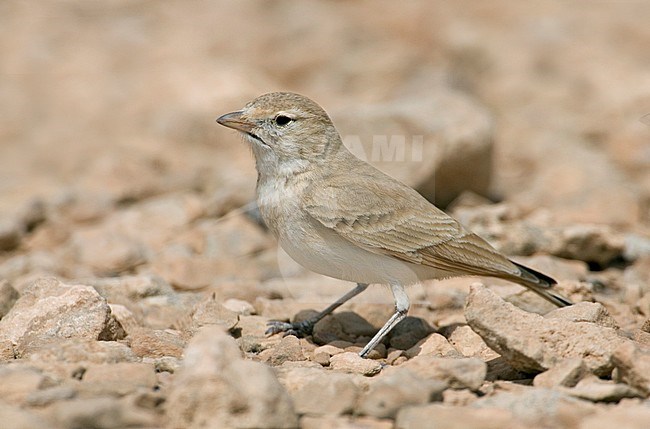 Bar-tailed desert Lark, Rosse Woestijnleeuwerik, Ammomanes cincturus stock-image by Agami/Daniele Occhiato,