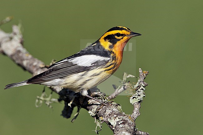 Adult male 
Galveston Co., TX 
April 2011 stock-image by Agami/Brian E Small,