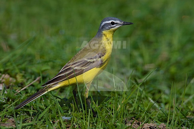 Gele Kwikstaart; Yellow Wagtail stock-image by Agami/Daniele Occhiato,