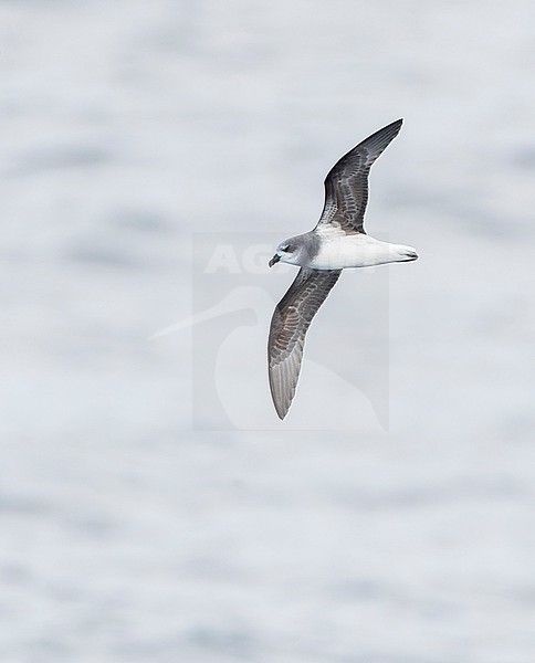 Soft-plumaged Petrel, Pterodroma mollis, in flight over the ocean south of New Zealand. stock-image by Agami/Marc Guyt,