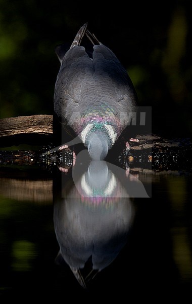 Houtduif; Common Wood Pigeon stock-image by Agami/Markus Varesvuo,