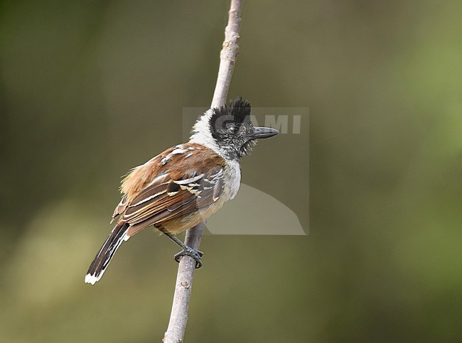 Collared Antshrike, Thamnophilus bernardi, in Chaparri Private Conservation Area in Lambayeque in northern Peru. stock-image by Agami/Laurens Steijn,