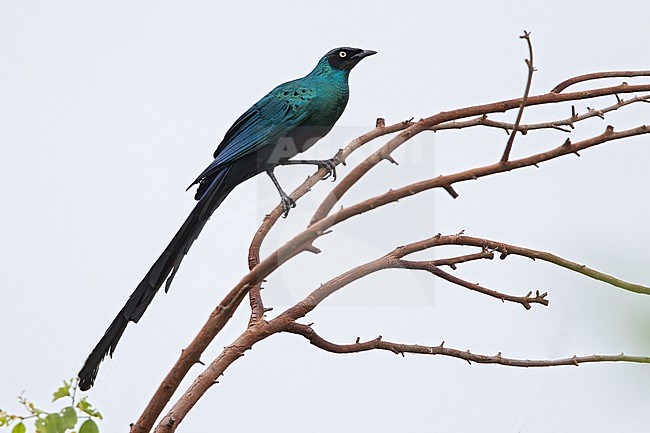 Long-tailed Glossy Starling (Lamprotornis caudatus) perched on a branch in a rainforest in Ghana. stock-image by Agami/Dubi Shapiro,