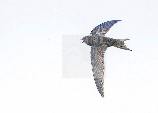 Common swift (Apus apus) in flight stock-image by Agami/Lennart Verheuvel,