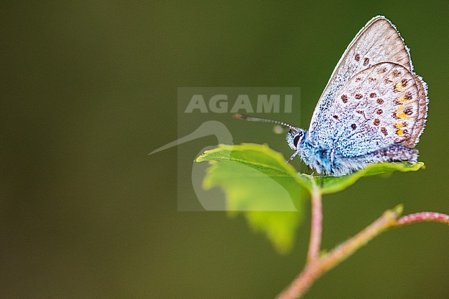 Mannetje heideblauwtje, Male Silver-studded Blue stock-image by Agami/Wil Leurs,