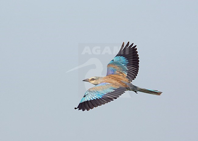 European Roller flying; Scharrelaar vliegend stock-image by Agami/Markus Varesvuo,