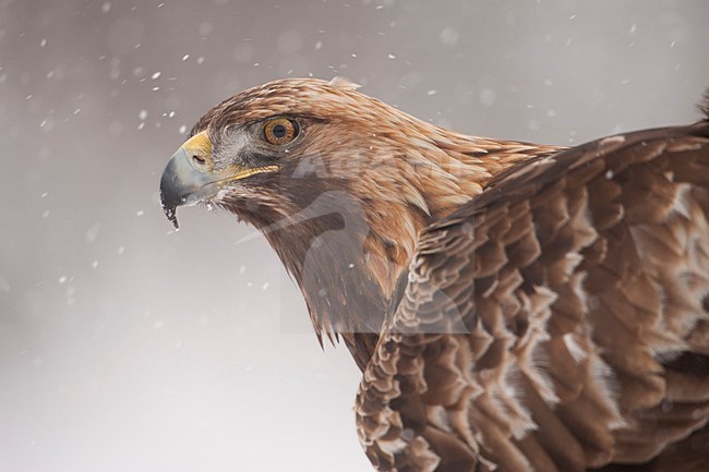 Steenarend; Golden Eagle stock-image by Agami/Han Bouwmeester,