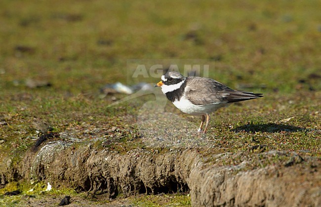 Adulte Bontbekplevier, Adult Common Ringed Plover stock-image by Agami/Roy de Haas,