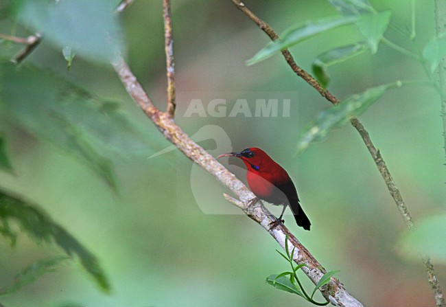 Grote Geelrughoningzuiger, Magnificent Sunbird, Aethopyga magnifica stock-image by Agami/Pete Morris,