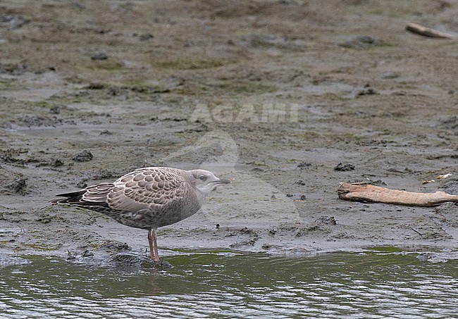 Juvenile Mew Gull (Larus brachyrhynchus) on Kenai Peninsula in Alaska stock-image by Agami/Edwin Winkel,