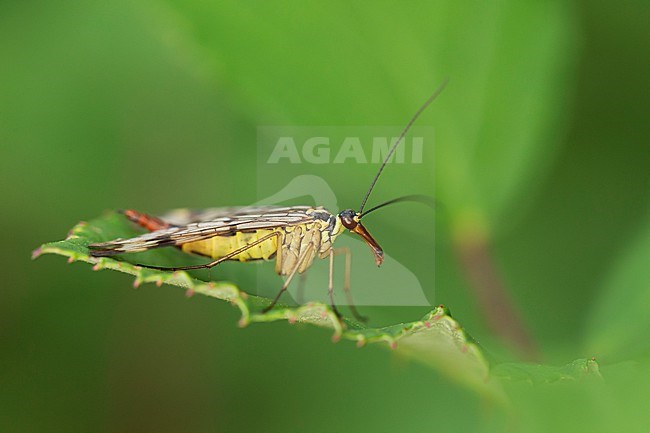 A scorpionfly of Panorpa species on a green leave stock-image by Agami/Mathias Putze,