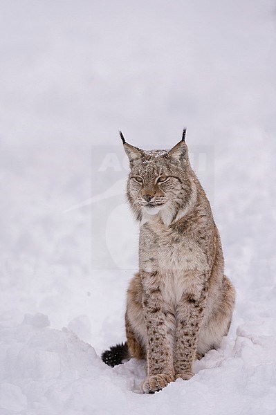 A portrait of a European lynx, Lynx lynx, sitting in the snow. Polar Park, Bardu, Troms, Norway. stock-image by Agami/Sergio Pitamitz,