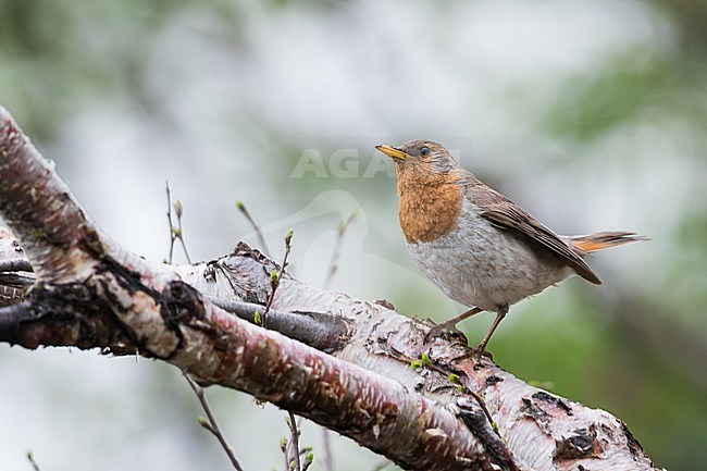 Adult male Red-throated Thrush (Turdus ruficollis) in breeding area near lake Baikal in Russia. stock-image by Agami/Ralph Martin,