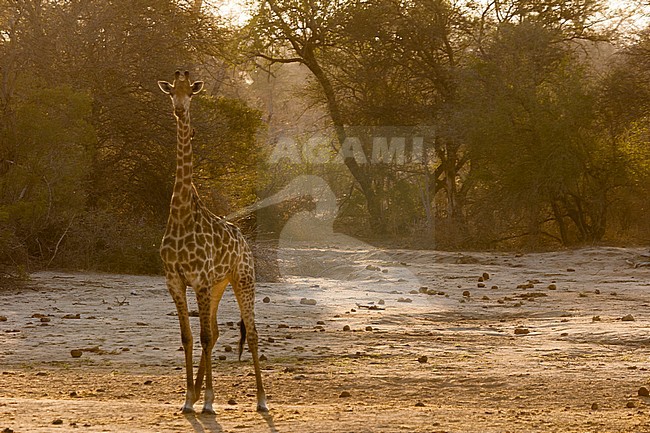 Southern giraffe (Giraffa giraffa) standing in Kruger National Park at sunset stock-image by Agami/Caroline Piek,
