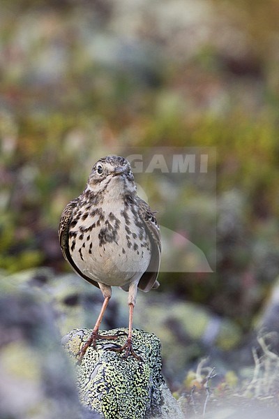 Meadow Pipit - Wiesenpieper - Anthus pratensis ssp. pratensis, Russia stock-image by Agami/Ralph Martin,