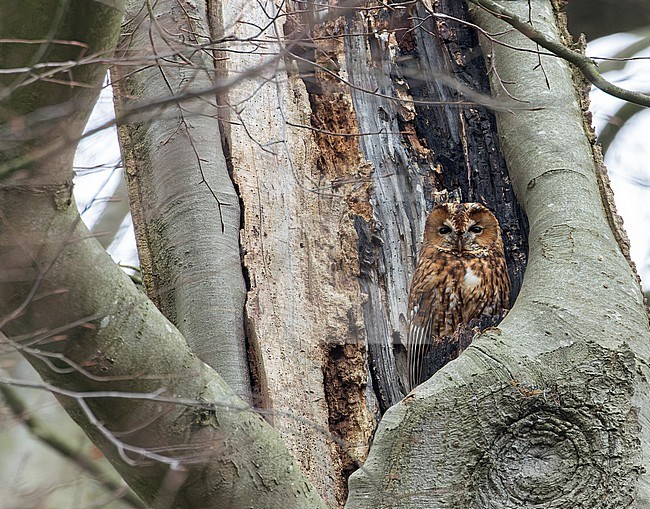 Adult rufous morph Tawny Owl (Strix aluco) sleeping in a tree in Wassenaar, Netherlands. stock-image by Agami/Marc Guyt,
