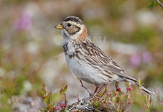 IJsgors in broedgebied; Lapland Longspur at breeding site stock-image by Agami/Markus Varesvuo,