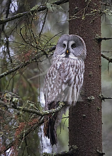 Great Grey Owl adult perched in a tree; Laplanduil volwassen zittend in een boom stock-image by Agami/Markus Varesvuo,